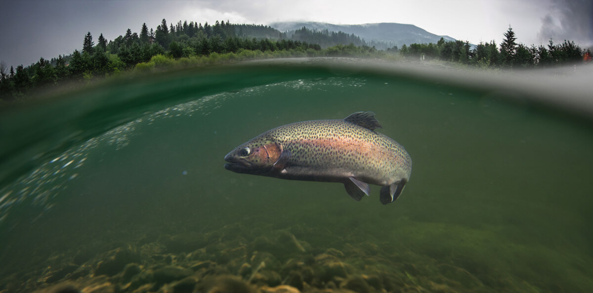 Rainbow trout underwater in mountain river